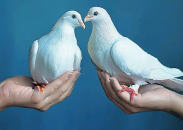 Tauben